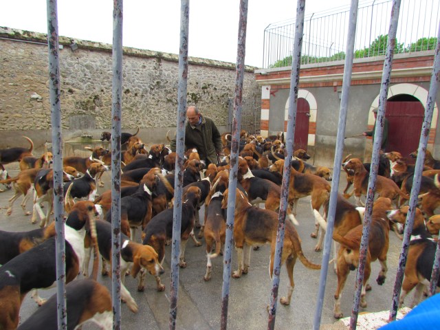 Kennel feeding at 11:30
